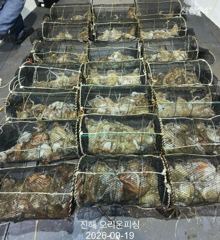 [진해] 야간문어!덩어리급 제수문어 잡으러 오세요 ~내일예약가능.