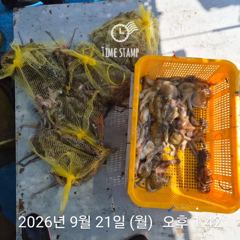 암초 포인트 문어 낚시