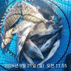 삼천포 내만권 감성돔
