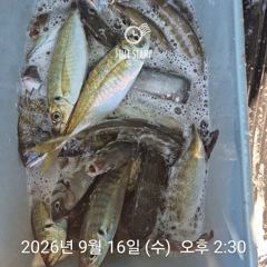 1   [거제] 라이프레져 감성돔 문어 전갱이 추석연휴 정상출항 1
