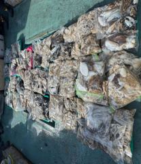 {{{서해호김선장}}} 9월 22일 쭈갑 20명 전체 굿~조황 수고하셨습니다 ~~~