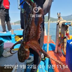 [사천] 문어 장원 28마리