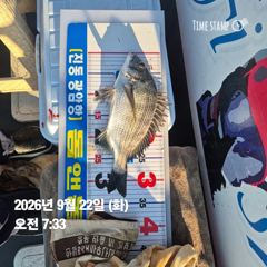 [마산] 돔앤돔호 22일(화)일 조황입니다.34이하