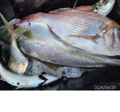 대부시리~~전갱이~참돔조황