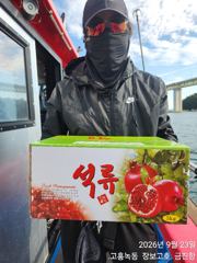[고흥,녹동] 추석재수용 녹동돌문어 물반문어반6탄