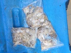 [쭈꾸미]9/22_돌고래호조황*^.^*