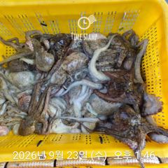 [사천] 암초 포인트 문어 씨알