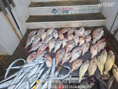 23일 침돔 조황(다잡아 출조 였음) 25일 참돔 모집요[군산 참바다호