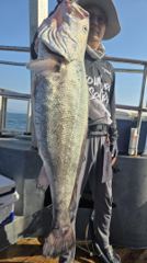 민어·농어생미끼 글만 보기