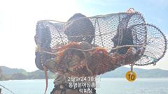1  문어(핫~실시간) 700g이상 키로급 키로오버속출~락피싱(오늘 … 1