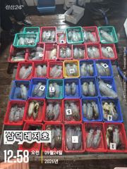 [통영] [팁런] k.k.무시급들"퍽퍽"마리수조황(원도권,집중출조,연휴,…