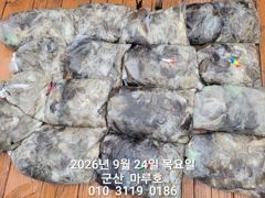 9월 24일 마루호 주꾸미 최종조항~☆