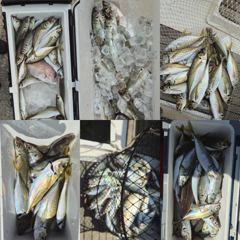 지세포 수퍼 전갱이 조황