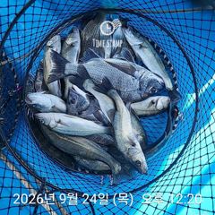 [사천] 삼천포 내만권 감성돔