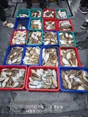9/24 태풍호 갑오징어 w황
