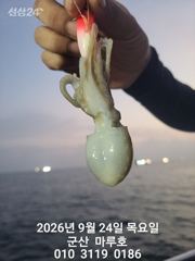 9월 24일 마루호 쭈꾸미 실시간조항~☆