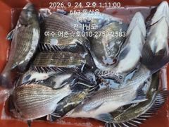 [여수,광양] 감성돔 선상찌낚시 시즌입니다