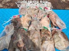 24일,군산 문어~덩치급 문어~연일 굿굿 조황~망탱이조황~~군산낚시프라자 챔피언호