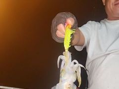 [통영] [무늬] 24일..이어지는 마릿수 조황입니다.