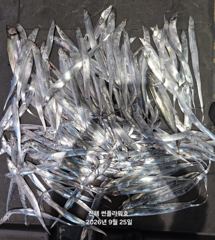 25일,입항<내만갈치>씨알,마릿수 끝장내러go~토,일~예약중