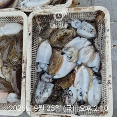 갑오징어 낚시만