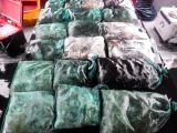 쭈꾸미·갑오징어 글만 보기
