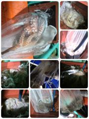[포항] 9/25. 돌문어 실시간 쿵쾅( 일월화수 1부2부)모집중