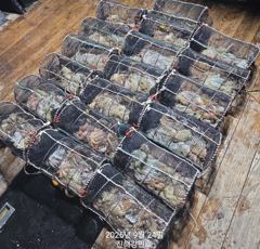 (문어)美친피딩 30수24수 마릿수 폭팔~강민호(27일 예약)