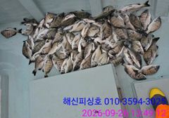 [고성] 해신피싱호 감성돔 3짜외 마릿수 조황입니다.