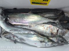 감포앞바다에서 고시간 천지삐깔 이네요~야간 무늬도 잘물어줍니다