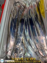 [진해] 내만칼치ㅡ초저녁부터 느나느나 폭풍입질로 쿨러가득(오늘예약가능
