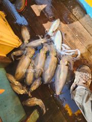 무늬오징어 임원항 황금마차호
