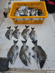 [거제] 감성돔 ~~(낼개인예약가능)
