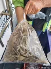[사천] 27일 왕쭈꾸미 사리물때 조항 좋습니다 ~28일 월욜 예약가능 …