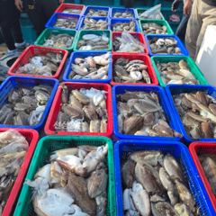 9월 27일 신진도 어해루호 갑오징어조황