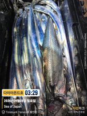 포인트도착부터 대물급초히트! 오늘출항확정! 전화주세요~