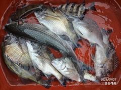 경동레저(신광) 선외기낚시 흘림찌낚시 감성돔 조과