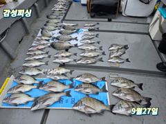 추석연휴감성돔마릿수조황입니다