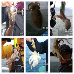 9월19일 군산권 쭈꾸미 조황사진