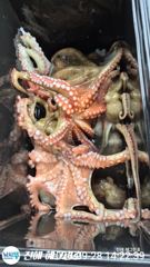 ■ 대물급 돌문어 연일 1700g,1500g, 1300g, KKK 급 마리수조황 조으네요!