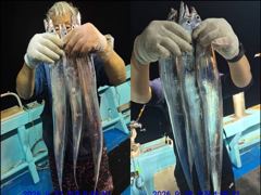 [통영] 통영백가피싱)먼바다 왕갈치 간밤 쿨러 조황 입니다/금,토,일 예…