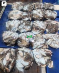27일 군산k1호 갑오징어 드르~륵!! 오늘도 ! "물"들어올때 ~ 노젖어라 ! 말하면 뭐헤요 ~ 오늘도 힘들어 죽겠다. 갑오징어! 갑돌이! 갑돌이! 보따리 ! 보따리 ! 보따리 ! 모두들 먹물 한자루씩 옆구리 차고 GO! .GO! Go~ ● 9/28(월)갑오징어:자리여유 ☆ 누구나 "대박찬스" ☆ ☆ 쭈,갑 본격적
