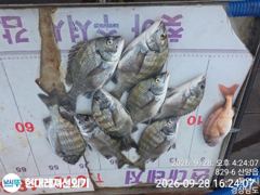 통영현대레저)부부조사님 대박친날 감성돔57마리