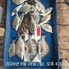 22분전 [진해] 9/28 k급외중치급으로 손맛굿~ 씨알좋네요~~내일예약가능