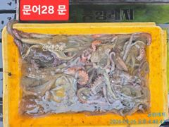 [곤리 풍화 궁항] 궁항레저 9월 26일조황입니다