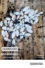 9월28일쭈&갑오징어출조