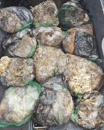 [먹물조황] 9/28 쭈꾸미 갑오징어 조황
