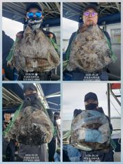 [무창포아파치호] 9월28일(월), 쭈갑 병행출조, 갑오징어들 느나느나합니다. 오늘도 쭈갑 망태기 빵빵한 조황~ 이번주 30일(수)부터 자리여유, 전화주세요~ 010-8422-0866