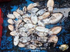 9월 28일 미르호 갑오징어 조황입니다