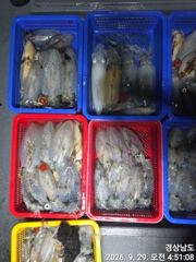 가조도(무늬오징어) 헤비급들 大풍년 퍽퍽퍽~고잉메리호(30일 야간 예약)
